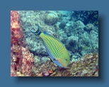 Helengeli 296